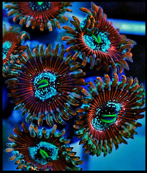 newpics0001 2copycopy - Happy Coral Photo Contest - sponsored by Happy Coral :-)