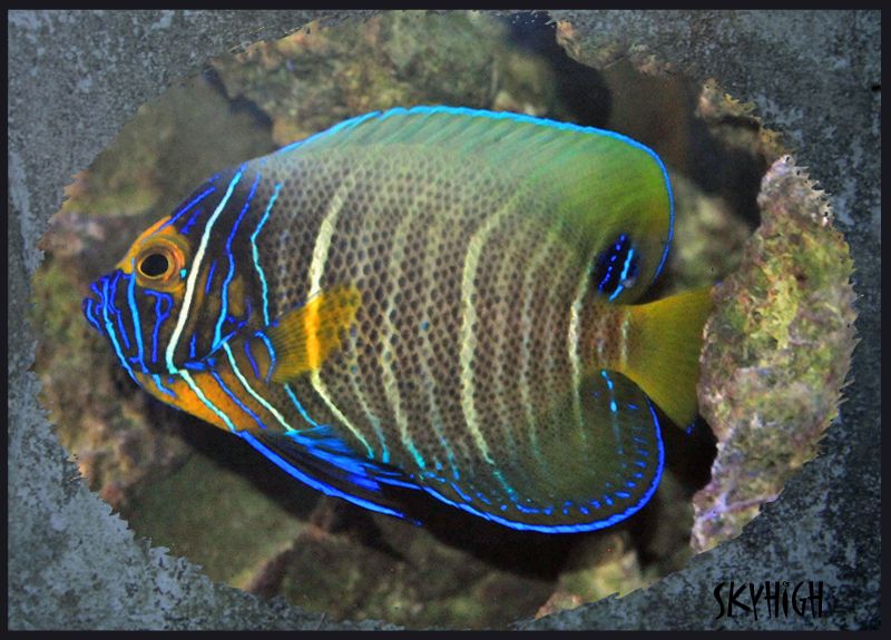 fish - Photoshop Reef art work..