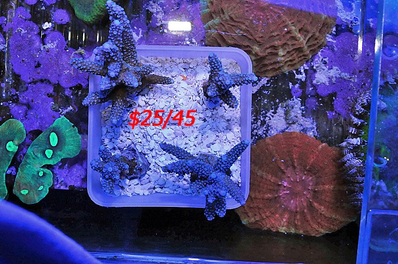 Killer new SPS & Angel Skin Corals GREAT PRICES!! newstockpics0004copy - Killer new SPS & Angel Skin Corals GREAT PRICES!!