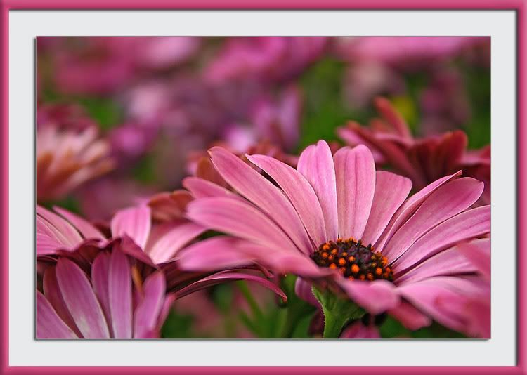 pink Pictures, Images and Photos