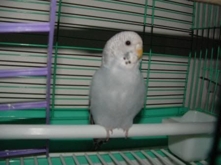 Prue.jpg