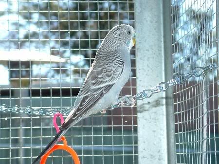 newbudgie.jpg