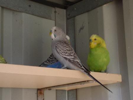 newbudgies3.jpg