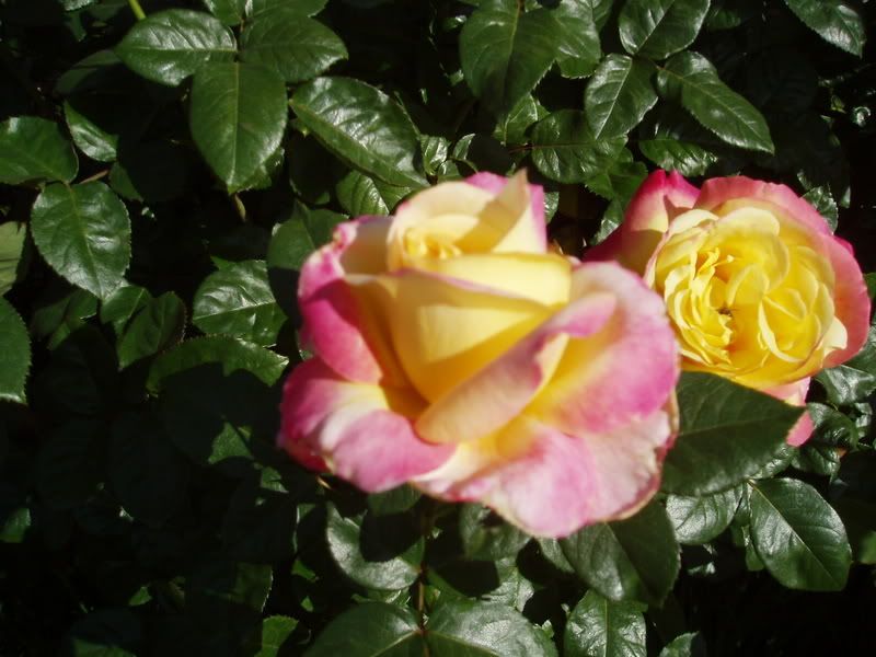 The very best roses for cutting