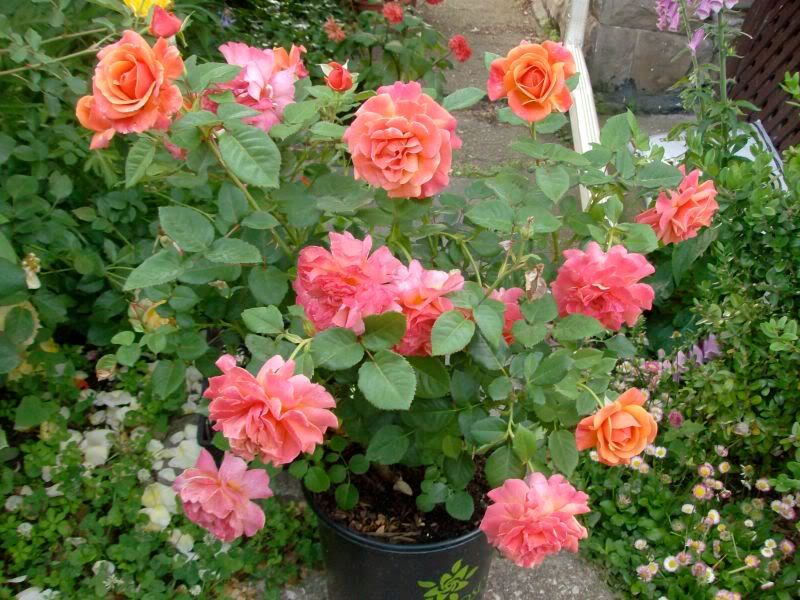 Easy Does It rose