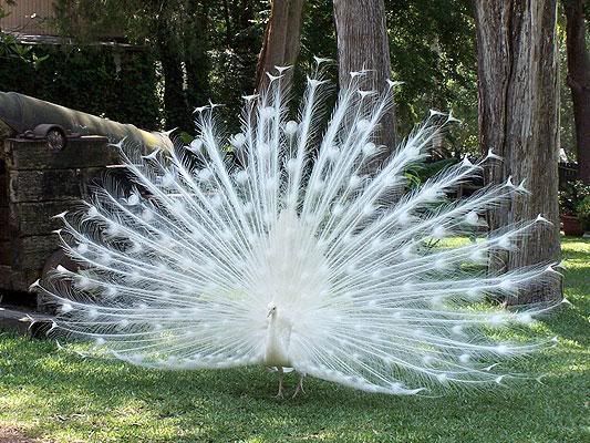 beautiful peacock Pictures, Images and Photos