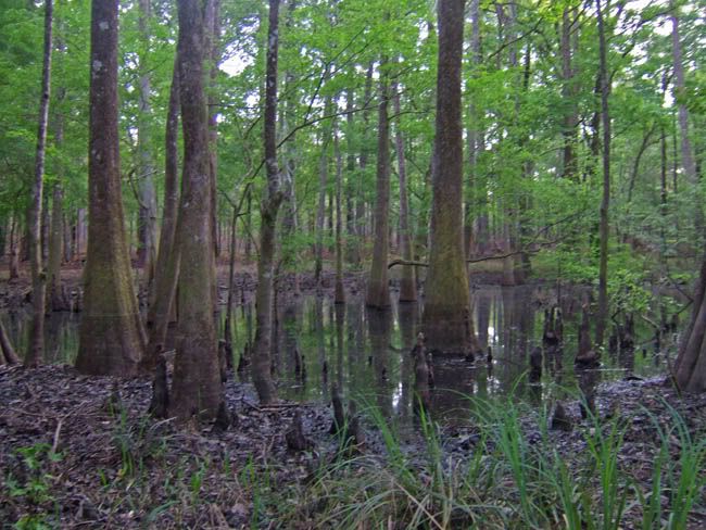 swamp1.jpg