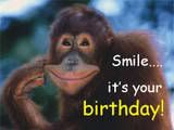 monkey birthday Pictures, Images and Photos