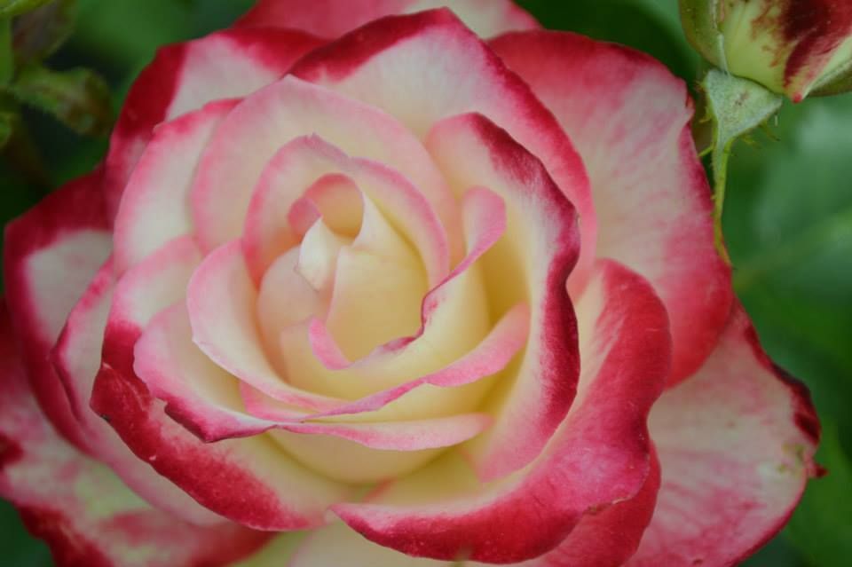  photo Garden white amp pink rose_zpsjlebgybt.jpg