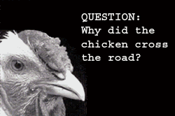 chicken/road Pictures, Images and Photos