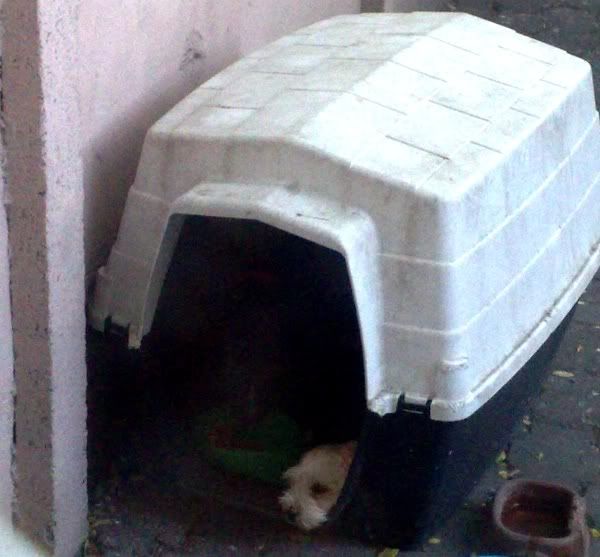 Wont sleep in her dog house Dog Forum