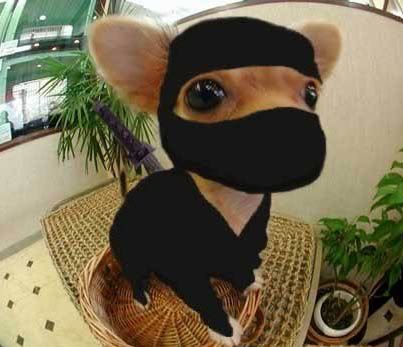 funny_pictures_Ninja_Chihuahua.jpg