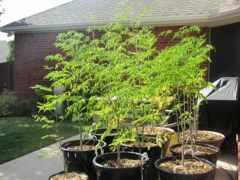 Moringa 2 month