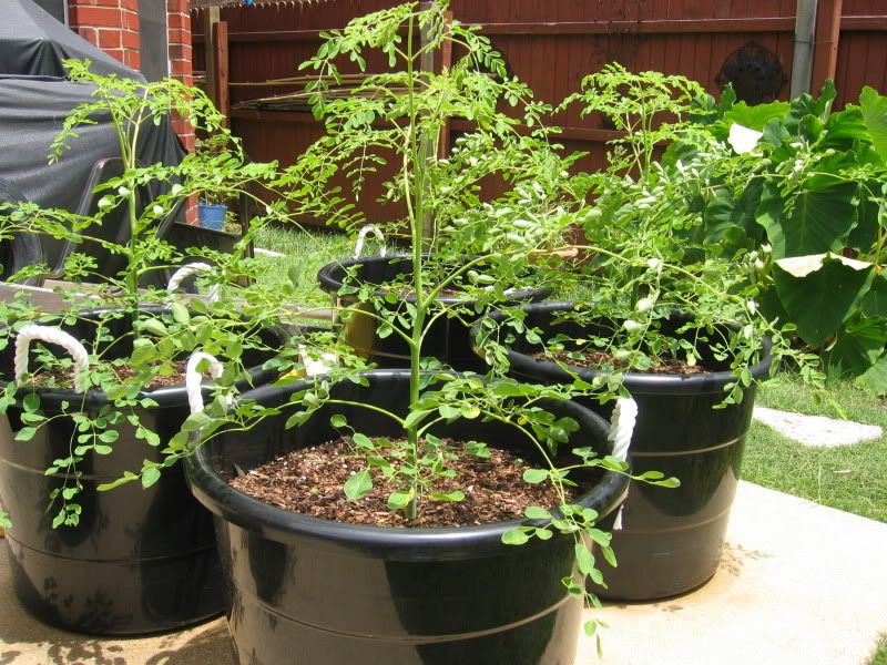 Moringa 2 month