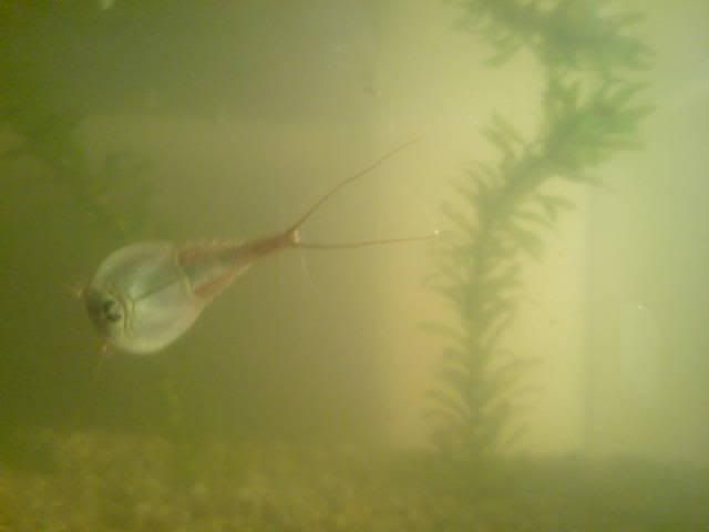 TRIOPS.jpg