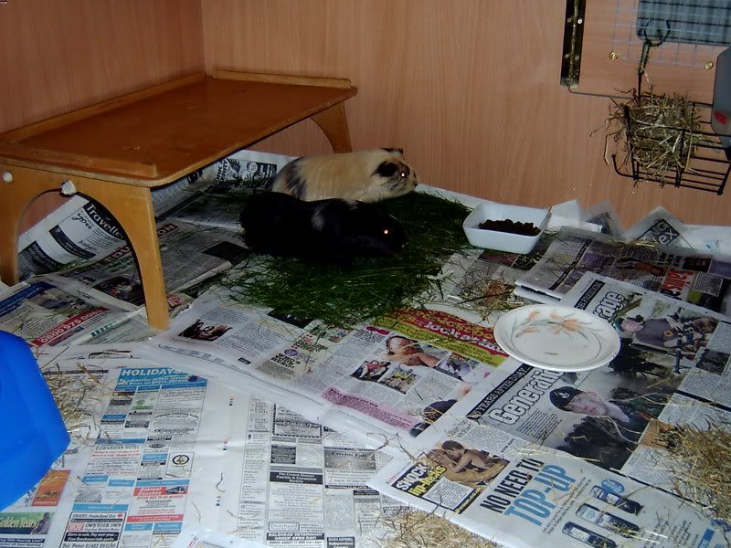2009-08-31RumballandFudgea.jpg
