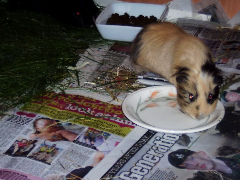 2009-08-31RumballandFudgeb.jpg