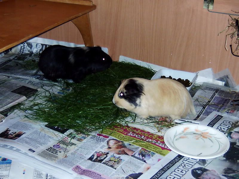 2009-08-31RumballandFudgec.jpg
