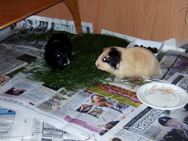 2009-08-31RumballandFudged.jpg