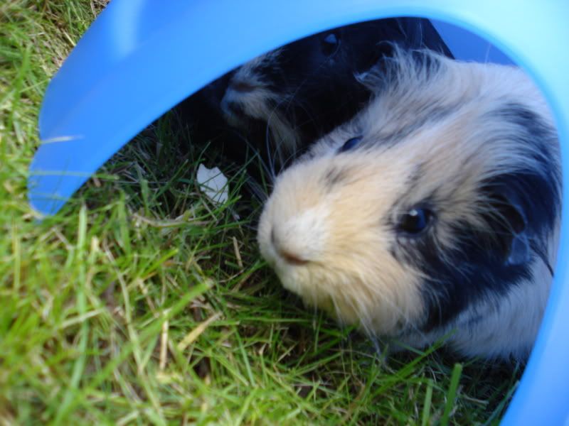 2009-09-12RumballandFudgeb.jpg