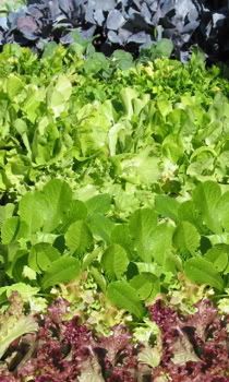 Leafy20Greens20-20General_6383.jpg