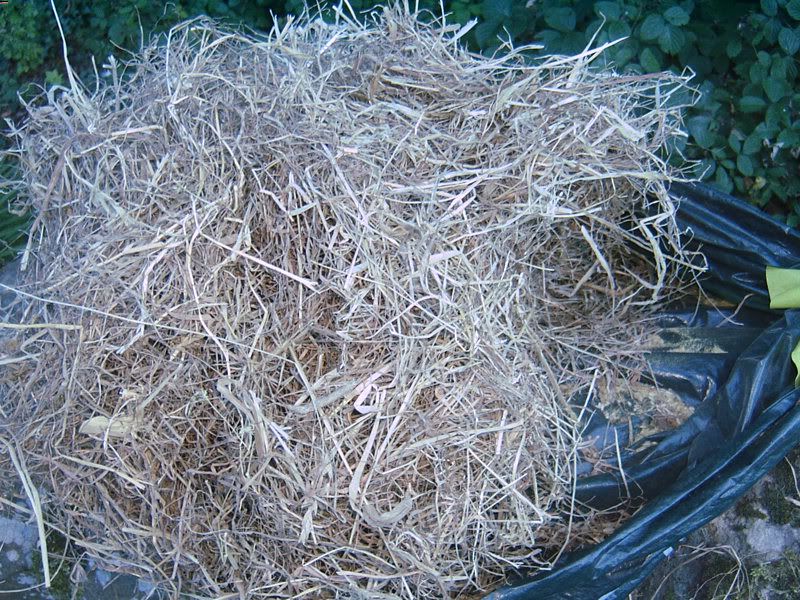 2011-09-29haywithyellowdustb.jpg