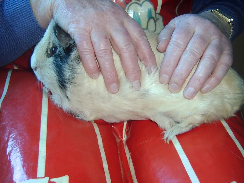 2011-12-28Fudgeclawclippingbeforeb.jpg