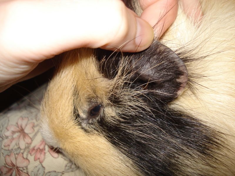 2012-07-14Fudgeshairyear.jpg