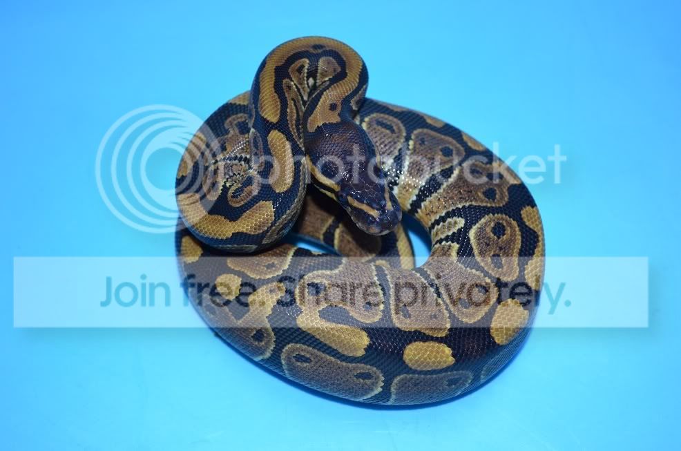 SE England - 1.0 pastel, 1.0 Spider, 0.2 Normal Royal Pythons (New Pics ...