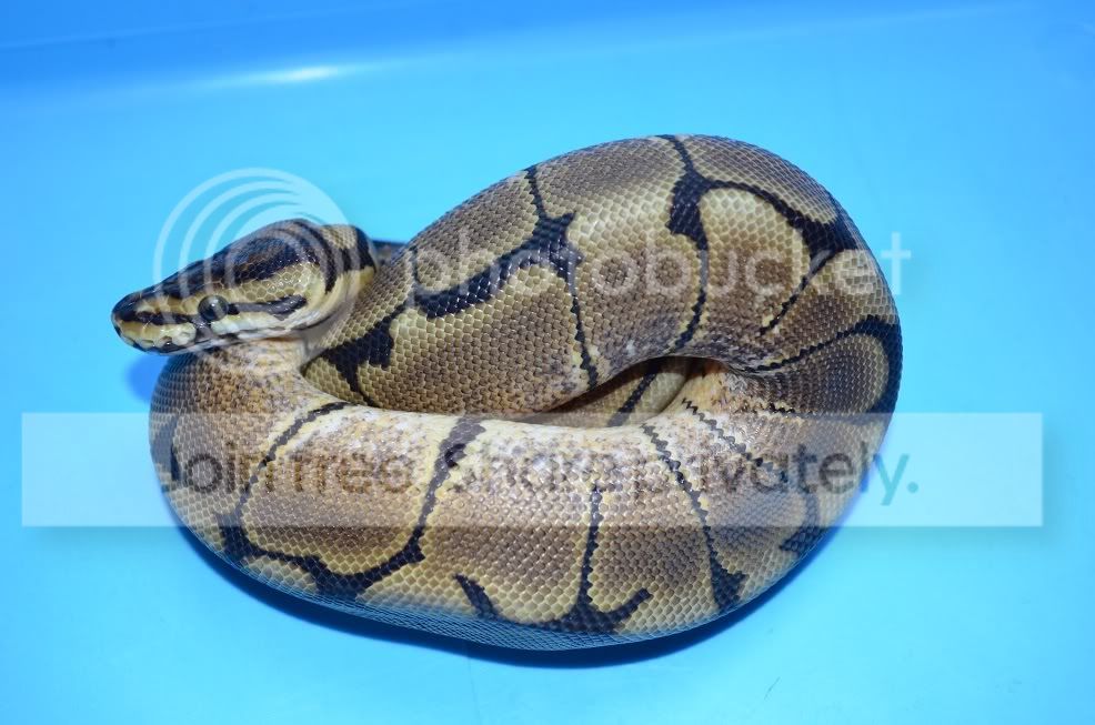 SE England - 1.0 pastel, 1.0 Spider, 0.2 Normal Royal Pythons (New Pics ...
