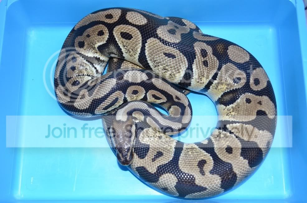 SE England - 1.0 pastel, 1.0 Spider, 0.2 Normal Royal Pythons (New Pics ...