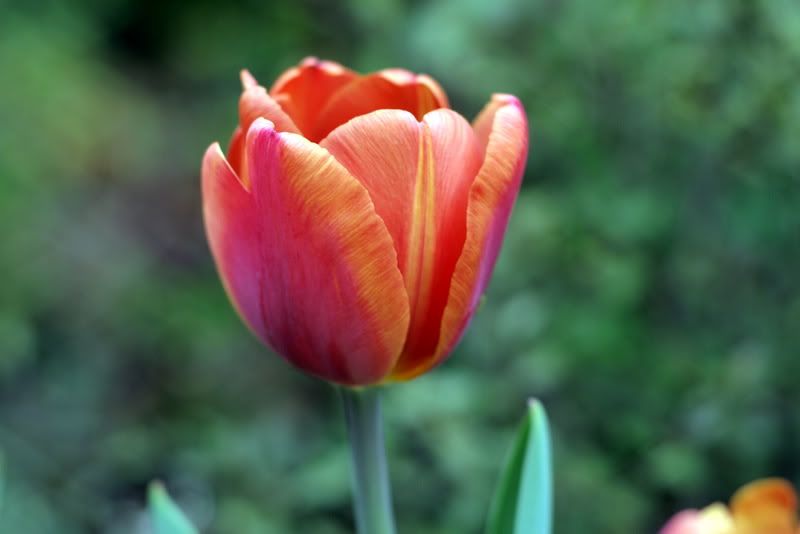 Tulip Porn | A Growing Obsession