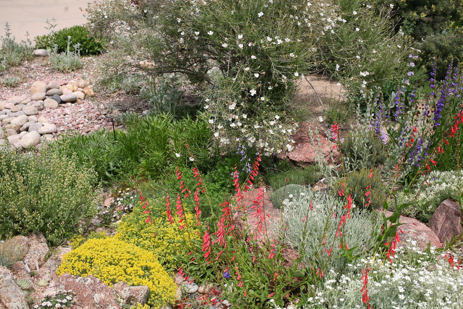 that moment with the eremurus and smoke tree in the Shinn garden | A ...