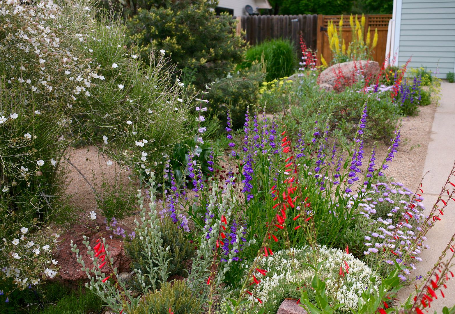 that moment with the eremurus and smoke tree in the Shinn garden | A ...