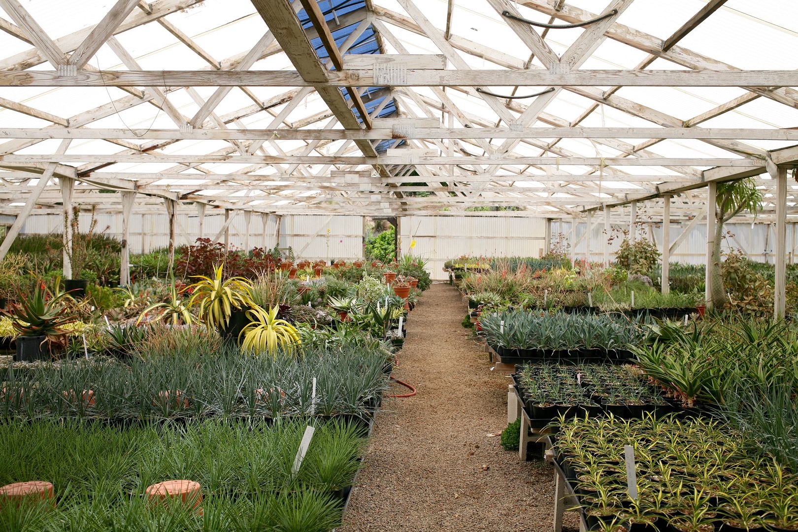 the greenhouses at Rancho Soledad Nursery | A Growing Obsession