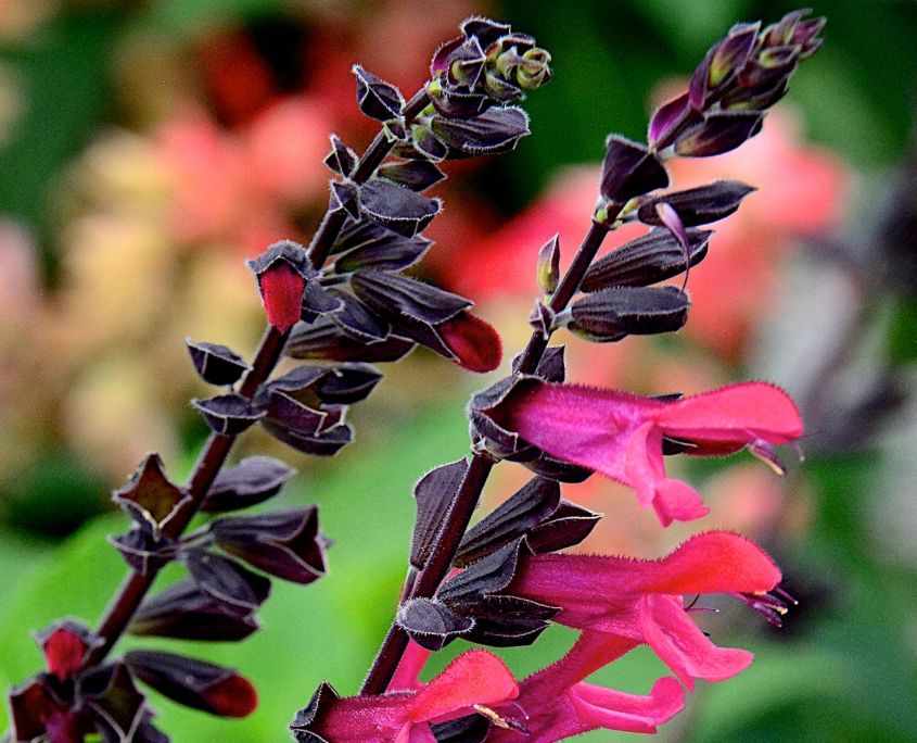  photo Salvia-Amante-twin-spikes-5-of-6-845x684.jpg