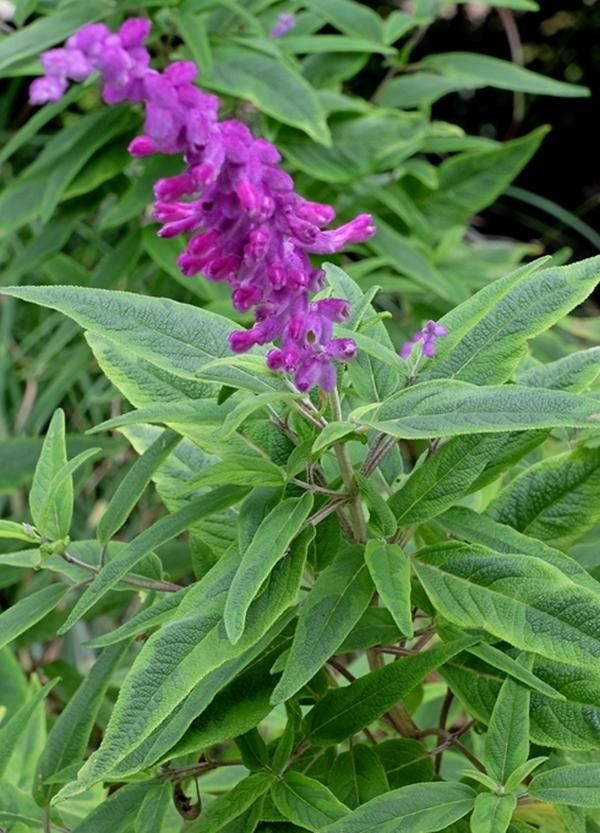  photo Salvia-leucantha-Eder.i-12238.s-64728.r-1_1024x1024.jpg