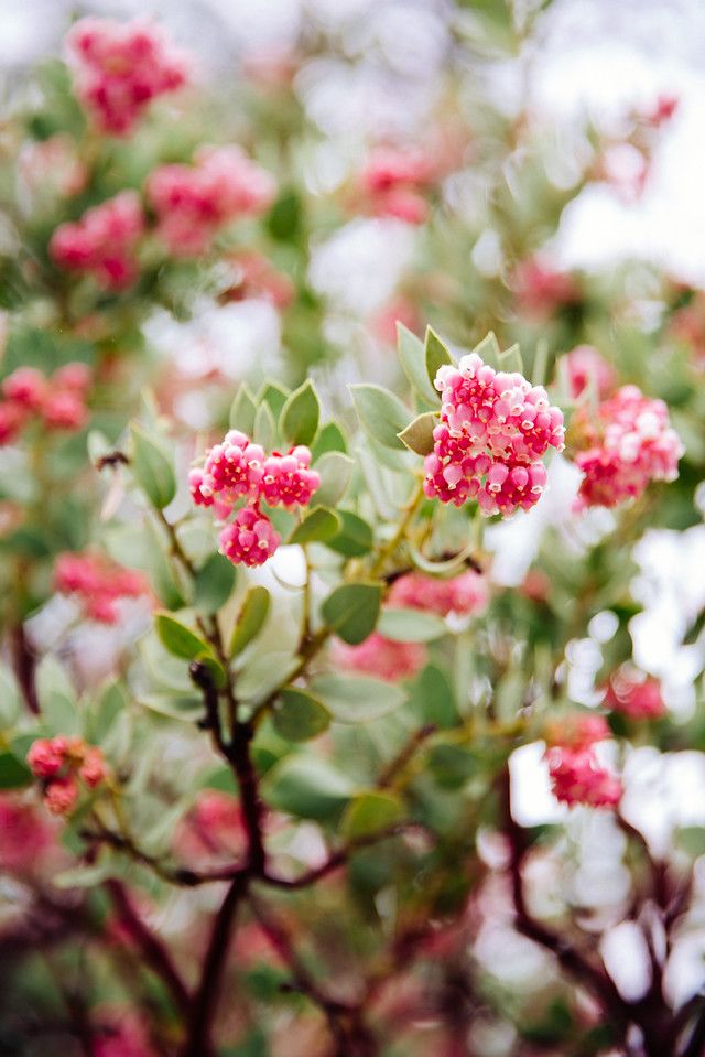 manzanita norcal dana's birthday may 2019 photo i-dvQDbzx-X2.jpg