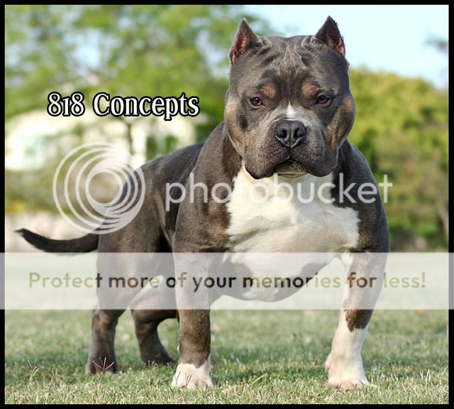 Tri vs. Sable/Smut - Pitbulls : Go Pitbull Dog Forums