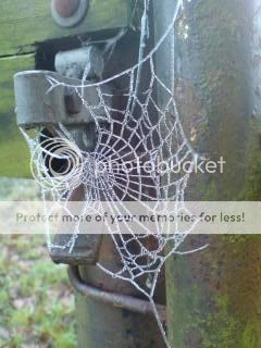 SpidersWeb.jpg